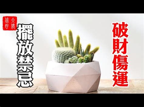 仙人掌陽台風水|仙人掌風水陽台：讓陽台煥發生機與正能量 – 植物盆栽綠寶典